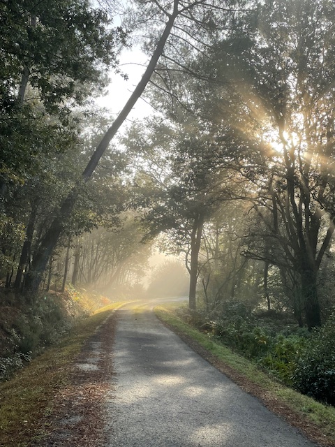 chemin de foret éclairé par les rayons du soleil